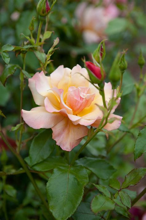 Rosa Belle Epoque (&Fryyaboo&PBR) (HT) .